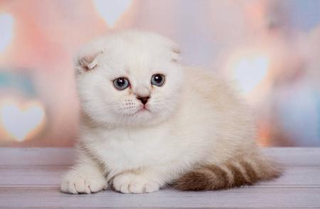 苏格兰折耳猫：一种迷人的猫咪品种