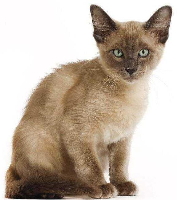 世界10大最友善的猫咪，埃及猫和缅甸猫上榜，你养了哪种？