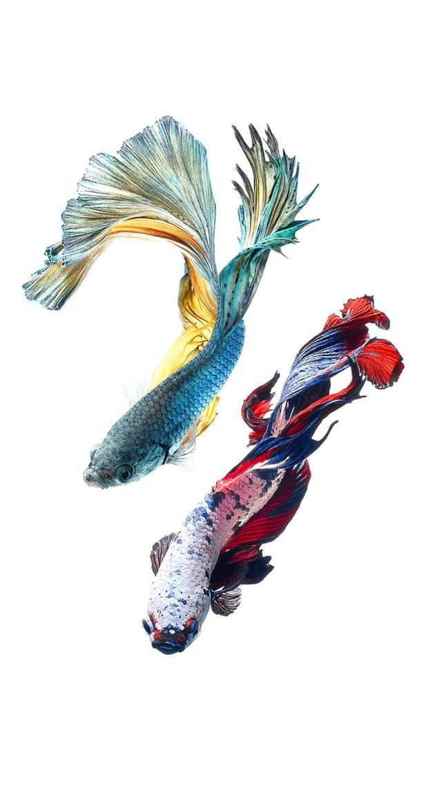 动物篇 令人惊艳的泰国观赏性鱼种 斗鱼 锁屏壁纸