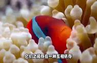 海葵与小丑鱼：一段美丽的共生故事