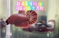 越南星尾Fccp同窝养殖技巧分享#泰国斗鱼饲养指南