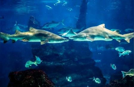 水族科技的奥秘：揭开蓝色宝藏的神秘面纱