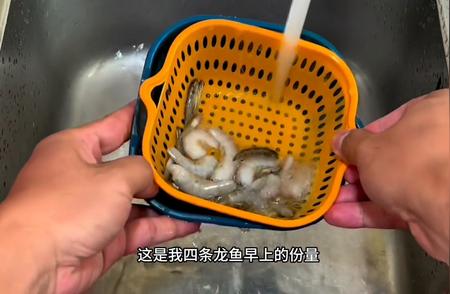 龙鱼饲养秘籍：早晚定时喂食，避免过量