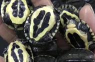 新手指南：黄喉拟水龟（石金钱龟）幼苗养殖全攻略
