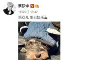 揭秘霍思燕的爱犬：你养同款了吗？