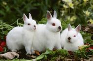 揭秘兔子的寿命之谜：你能相信它们的寿命差距如此悬殊吗？