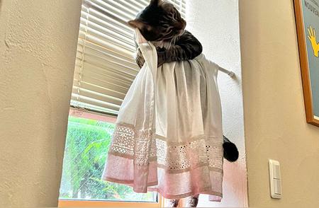 萌猫攀爬窗帘精彩瞬间，记录生活趣味一隅!