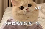 最新猫咪智商排行榜：养过的都说聪明