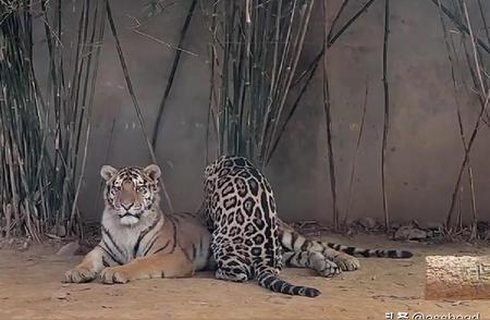 罕见动物图集：揭秘打工豹与老虎的亲密瞬间