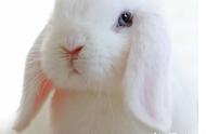 荷兰垂耳兔的体长大约是多少？