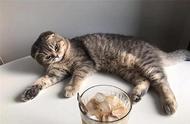 揭秘猫咪打翻奶茶杯背后的故事：猫走茶凉，网友热议不断