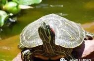 揭秘巴西龟寿命之谜：家养巴西龟能陪伴多久？