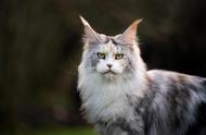 挪威森林猫的神秘面纱：迷人的外貌、独特的历史和温和的性格