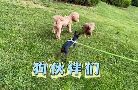 偶遇博美犬，怀孕喜讯来袭！