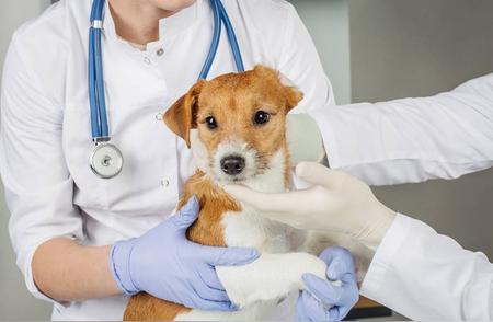 宠物医疗大投入：花十万治疗狗狗，值得吗？
