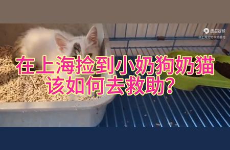 上海发现小奶猫狗，该如何伸出援手？