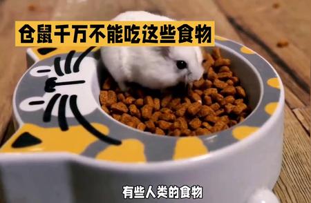 揭秘仓鼠饮食禁忌：哪些人类食物仓鼠不能碰？