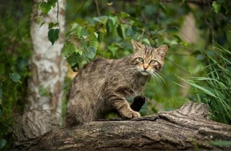英国家庭误将虎斑猫当作野生动物饲养，引发误会