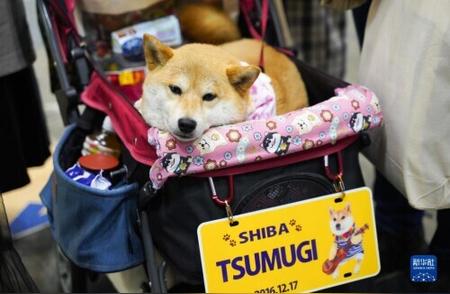 日本东京盛大举办国际宠物展，带你领略宠物界的盛宴！
