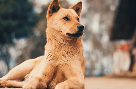 中华田园犬与宠物狗饲养差异大解析