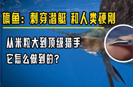 揭秘旗鱼：从微小生物到顶级猎手，如何刺穿潜艇与人类硬刚?