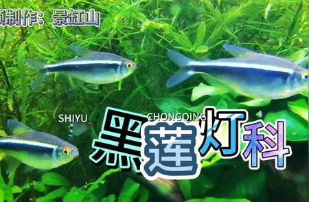 独家揭秘：草缸养鱼新体验，首次展示成体黑莲灯科鱼！