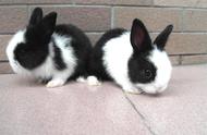 为什么这7个荷兰侏儒兔让你无法抗拒？