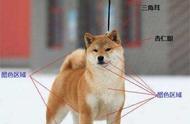 探索日本名犬——柴犬的世界