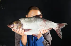 钓鲢鳙秘籍：掌握饵料配比，轻松上手！