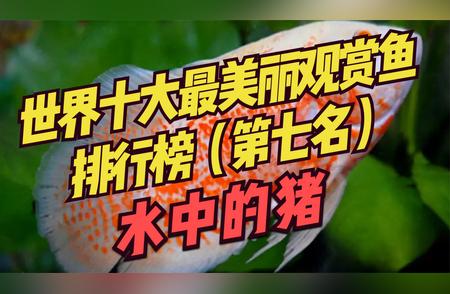 世界七大美丽观赏鱼之地图鱼：神秘魅力解析