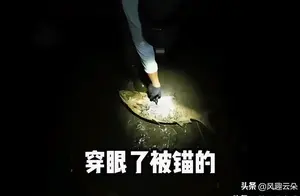 辽宁夜钓惊现死鱼咬钩，神秘事件引发关注