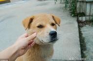 中华田园犬：聪明可爱的宠物选择，为何却少有人养？