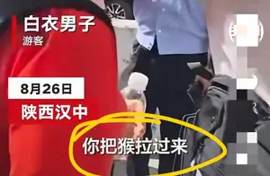 陕西熊猫谷惊现金丝猴隐身术，游客直呼退票！