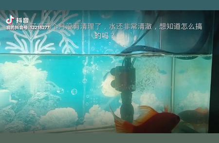 水族世界探秘：神奇生物与独特生态