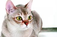 与新加坡猫共享生活：你需要了解的关键养护知识