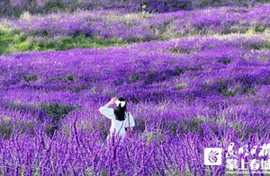 阳宗海紫柳花盛开，云端花海震撼来袭！