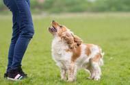 安全手册：遇到陌生犬类自我保护指南