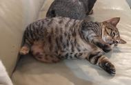一只小虎斑猫，胖得如同橘猪，你不觉得羞愧吗？