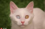 土耳其梵猫研究中心：异色瞳喵星人的神秘之旅