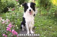 边境牧羊犬的优点和缺点是什么？