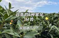 白茶的六大种类：了解三个就能入门，全部掌握则堪称专家