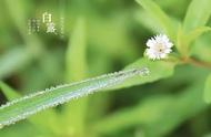 今日白露：揭秘秋茶在白露季节中为何独有芳香