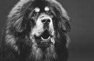 揭秘六大被禁养的猛犬：藏獒的战斗力真的如传说中那么强大吗？