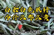 白茶白毫银针为何价格高昂？揭秘茶文化的奥秘！