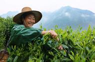 太平猴魁：一款名字奇特的茶