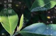 白毫银针的秘密：春茶中的“毫”有何作用？