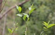 普洱茶入门：了解普洱茶的基本知识