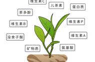 长期喝茶的人，最后会有何变化？调查揭示：三大益处逐渐显现