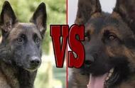 德国牧羊犬与马犬，你会选择哪个？