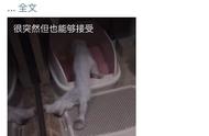 为何不推荐你养折耳猫？